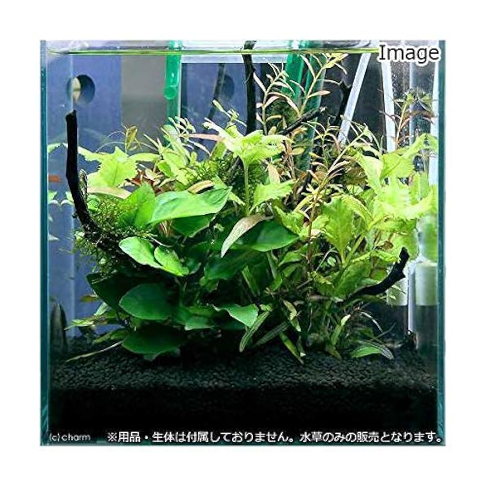 Amazon.co.jp: （水草）小型水槽向け 水草12種レイアウト